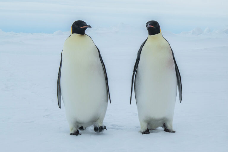 Emperor penguins - Endurance22 expedition