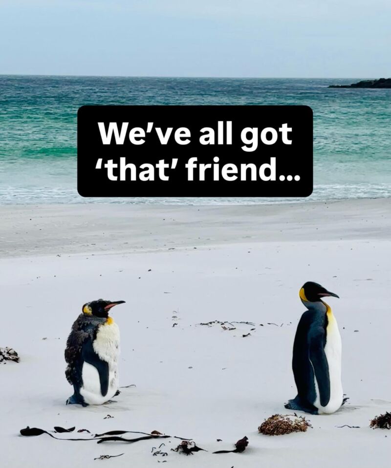 Image for the Tweet beginning: Happy #worldpenguinday 